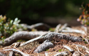 Handelskammerjournal-Fallstricke-in-der-Hinzulassungsbesteuerung