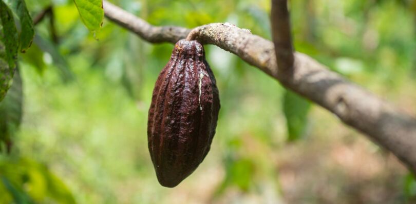 Läderach setzt auf einen nachvollziehbaren Weg von der Kakaobohne zum Gaumen Läderach setzt auf einen nachvollziehbaren Weg von der Kakaobohne zum Gaumen