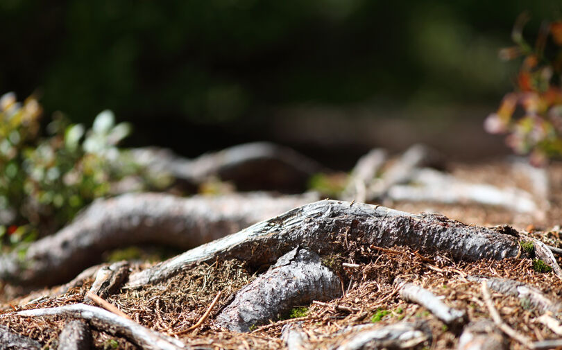 Handelskammerjournal-Fallstricke-in-der-Hinzulassungsbesteuerung